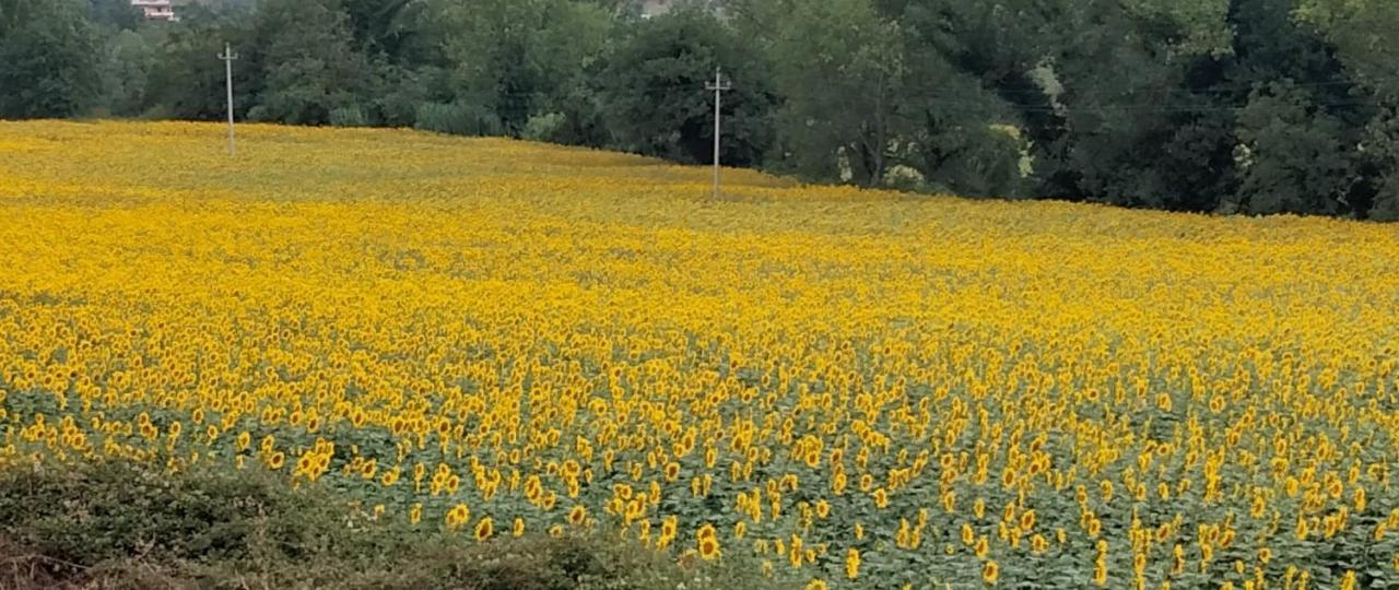 B&B La Casa Di Giuliana Cermignano Eksteriør billede
